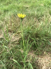 Tragopogon pratensis