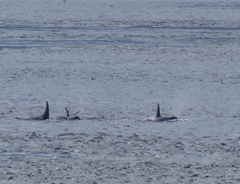 Orcinus orca