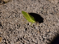 Phyllopterini