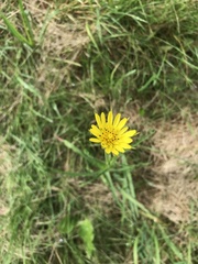 Tragopogon pratensis
