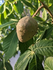 Aesculus glabra