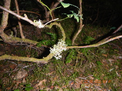 Tuckermanopsis subalpina