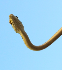 Leptophis stimsoni