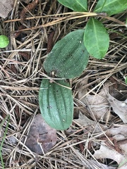 Cypripedium acaule