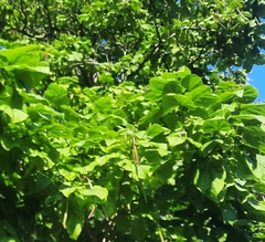Catalpa