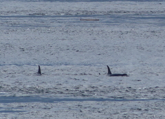 Orcinus orca