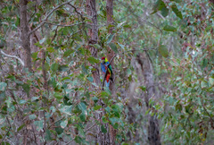 Purpureicephalus spurius