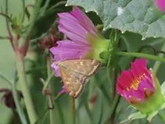 Loxostege sticticalis