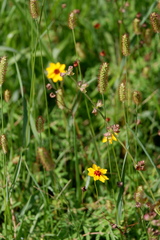Salvia lyrata