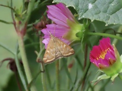 Loxostege sticticalis