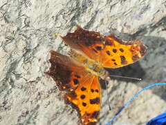 Polygonia