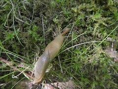 Ariolimax columbianus