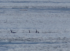 Orcinus orca