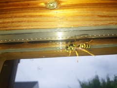 Polistes dominula