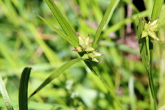 Carex intumescens