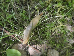 Ariolimax columbianus