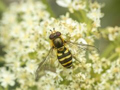 Syrphus opinator