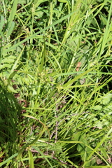 Carex intumescens
