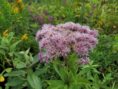 Eutrochium maculatum