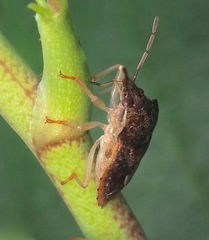 Dendrocoris humeralis