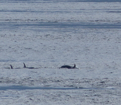 Orcinus orca