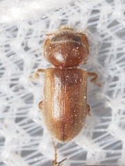 Tropicus pusillus