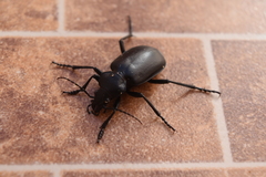 Calosoma peregrinator