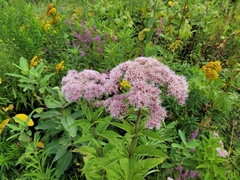 Eutrochium maculatum