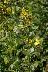 Silphium