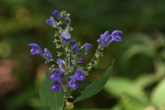 Scutellaria