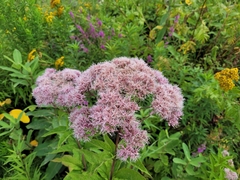 Eutrochium maculatum