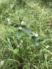 Galeopsis