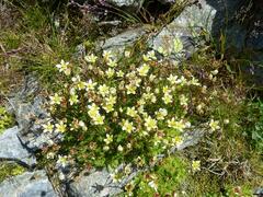 Saxifraga bryoides