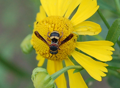 Epeolus bifasciatus