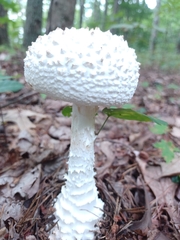 Amanita cokeri