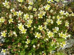 Saxifraga bryoides