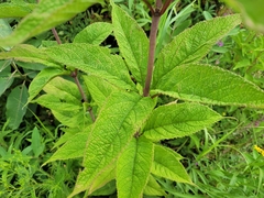 Eutrochium maculatum