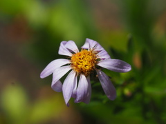 Ionactis linariifolia