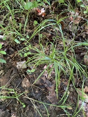 Carex tribuloides