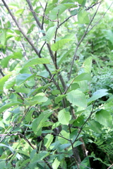 Alnus incana