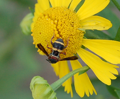 Epeolus bifasciatus