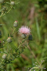 Cirsium discolor