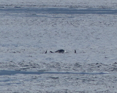 Orcinus orca
