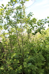 Alnus incana