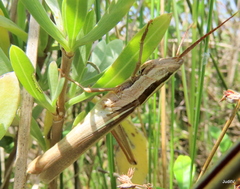 Mermiria intertexta
