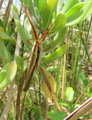 Mermiria intertexta