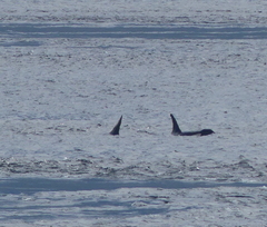 Orcinus orca
