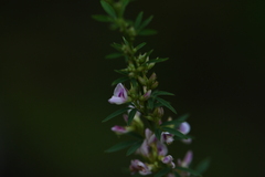 Lespedeza