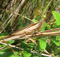 Mermiria intertexta