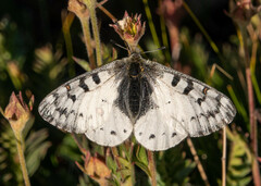 Parnassius smintheus
